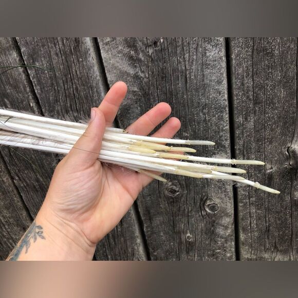 AUTHENTIC Peacock Feathers - Picture 5 of 14